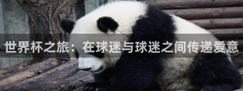 世界杯欧洲区预选赛:世界杯之旅:在球迷与球迷之间传递爱意